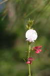 Spiked hoarypea